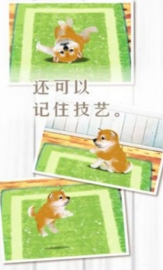 养育柴犬的治愈